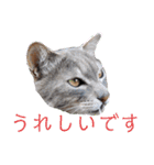 にゃんこにゃんこのスタンプ（個別スタンプ：30）