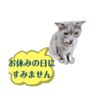 にゃんこにゃんこのスタンプ（個別スタンプ：38）