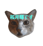 にゃんこにゃんこのスタンプ（個別スタンプ：39）