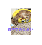 ❤️ミニチュアダックス モカちゃん❤️（個別スタンプ：2）