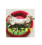 ❤️ミニチュアダックス モカちゃん❤️（個別スタンプ：3）