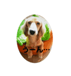 ❤️ミニチュアダックス モカちゃん❤️（個別スタンプ：7）