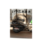 コテ2ぁん（個別スタンプ：8）
