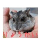 はむちのすたんぴ（個別スタンプ：1）