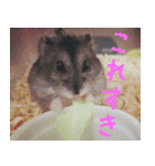 はむちのすたんぴ（個別スタンプ：3）