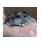 はむちのすたんぴ（個別スタンプ：4）
