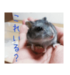 はむちのすたんぴ（個別スタンプ：5）
