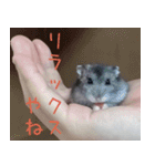 はむちのすたんぴ（個別スタンプ：6）
