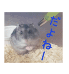 はむちのすたんぴ（個別スタンプ：8）