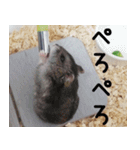 はむちのすたんぴ（個別スタンプ：11）