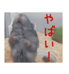はむちのすたんぴ（個別スタンプ：12）