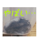 はむちのすたんぴ（個別スタンプ：13）