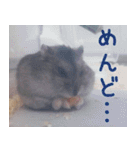はむちのすたんぴ（個別スタンプ：14）