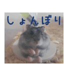 はむちのすたんぴ（個別スタンプ：15）
