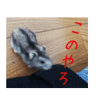 はむちのすたんぴ（個別スタンプ：16）