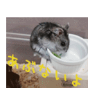 はむちのすたんぴ（個別スタンプ：18）