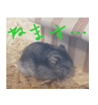 はむちのすたんぴ（個別スタンプ：19）