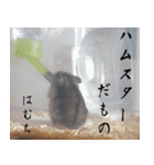 はむちのすたんぴ（個別スタンプ：20）