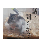 はむちのすたんぴ（個別スタンプ：21）