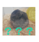 はむちのすたんぴ（個別スタンプ：22）