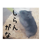 はむちのすたんぴ（個別スタンプ：23）