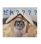 はむちのすたんぴ（個別スタンプ：24）