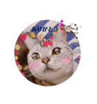 にゃんスタ☆ドルモコ（個別スタンプ：1）