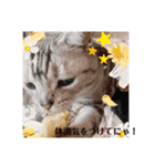 にゃんスタ☆ドルモコ（個別スタンプ：4）