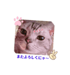 にゃんスタ☆ドルモコ（個別スタンプ：6）