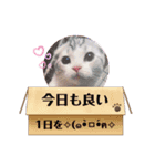 にゃんスタ☆ドルモコ（個別スタンプ：8）