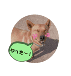 I am niko.（個別スタンプ：1）