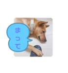 I am niko.（個別スタンプ：2）