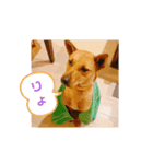 I am niko.（個別スタンプ：8）