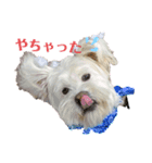 ミックスモコの毎日（個別スタンプ：6）