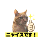 茶虎猫のニャン神タイガース 普通Ver.（個別スタンプ：1）