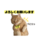 茶虎猫のニャン神タイガース 普通Ver.（個別スタンプ：2）