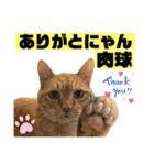 茶虎猫のニャン神タイガース 普通Ver.（個別スタンプ：3）