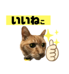 茶虎猫のニャン神タイガース 普通Ver.（個別スタンプ：4）