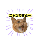 茶虎猫のニャン神タイガース 普通Ver.（個別スタンプ：7）