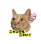 茶虎猫のニャン神タイガース 普通Ver.（個別スタンプ：8）