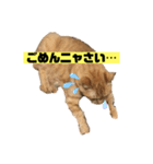 茶虎猫のニャン神タイガース 普通Ver.（個別スタンプ：9）