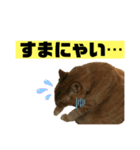茶虎猫のニャン神タイガース 普通Ver.（個別スタンプ：10）