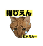 茶虎猫のニャン神タイガース 普通Ver.（個別スタンプ：13）