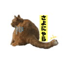 茶虎猫のニャン神タイガース 普通Ver.（個別スタンプ：14）