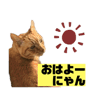 茶虎猫のニャン神タイガース 普通Ver.（個別スタンプ：15）