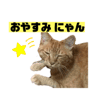 茶虎猫のニャン神タイガース 普通Ver.（個別スタンプ：16）