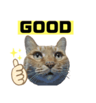 茶虎猫のニャン神タイガース 普通Ver.（個別スタンプ：19）