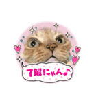 茶虎猫のニャン神タイガース 普通Ver.（個別スタンプ：22）
