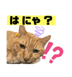 茶虎猫のニャン神タイガース 普通Ver.（個別スタンプ：23）