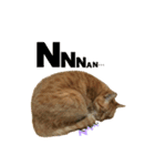 茶虎猫のニャン神タイガース 普通Ver.（個別スタンプ：24）